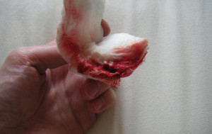 implantation bleeding on tampon