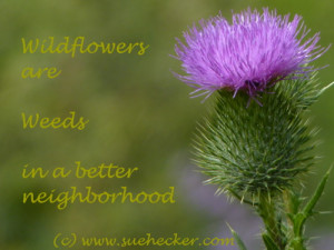 Wildflower Quotes