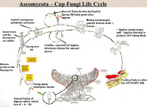 Ascomycota Life Cycle Ascomycota Cup Fungi Life