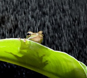 Quotes About Rain And Sadness Quotes on Sad Rainy Days Frog