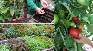 the-best-vegetable-gardening-tips-for-beginners.jpg