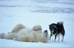 The Polar Bear returned every night that week to play with the dogs.