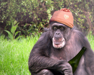 chimp in a hat.