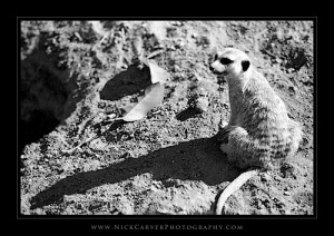 Black and White Wildlife Photography: Meerkats at the San Diego Zoo