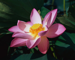 Beautifull lotus flower pictures