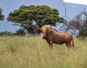 In South Africa, Ranchers Are Breeding Mutant Animals to Be Hunted