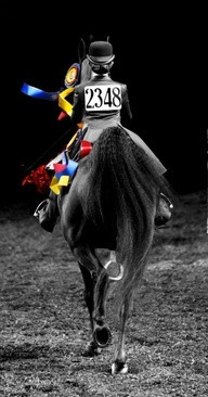 American Saddlebred ♥