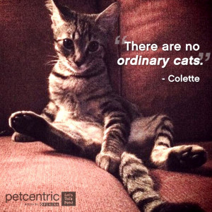 There are no ordinary cats.