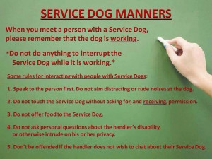 How to behave towards a service dog