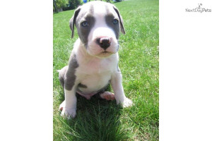 registered blue pit bull male pupdog american pit bull terrier