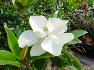 Huge Magnolia flower