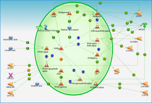 Lipid Metabolism Pathway