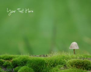 Quote Design Maker - Beautiful Moss Life Quotes