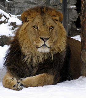 The Lion Messiah: