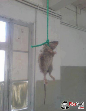 incoming search terms mouse funny kill new funny wallpepwr pakistani ...