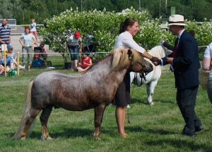Gentle yet Strong Shetland Pony