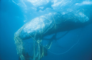 Gray whale entangled in netting (c) BobTalbot, via Monofilament ...