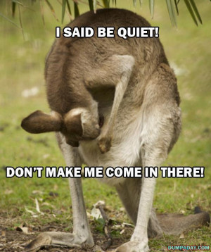 funny kangaroo keep it down don't make me come in there