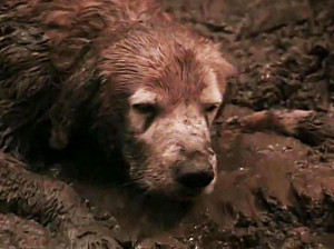 ... ... Shadow's almost-death in 'Homeward Bound: The Incredible Journey