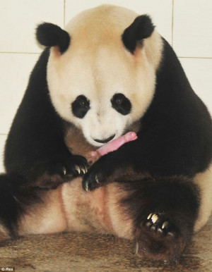Cute giant panda cleans new born panda