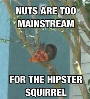 funny squirrels