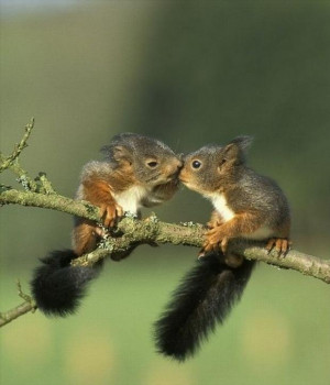 Cute squirrels kissing
