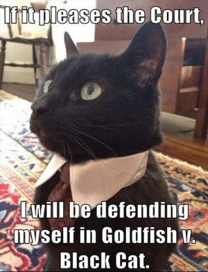 funny lawyer cat