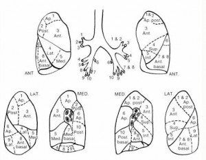 Lung Segments
