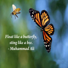 Butterfly Quotes