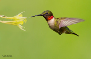 Throated Hummingbird Colibri gorge rubis Archilochus colubris