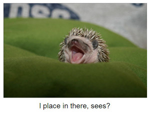 Adorable Baby Hedgehog With Mouth Open Funny Photos