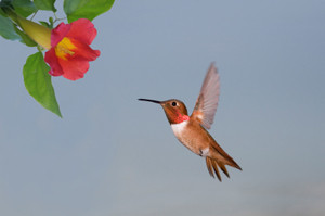 Hummingbird Poems
