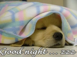 Cute Puppy - Good Night....zzz