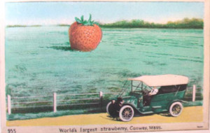 Bruce Mccall Pictures