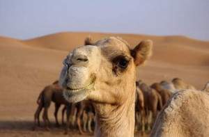 Today we have come up with some funny pictures of camel. We hope you ...