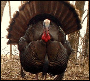 turkey bow hunting tips do you have a upcoming turkey hunt read what ...