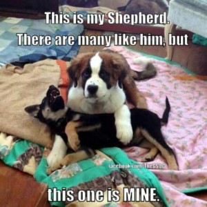 Description from Pictures Of German Shepherd Puppies :