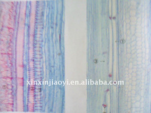 Pumpkin Stem Sieve Cells Slides