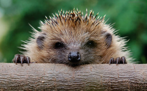 Hedgehog Wallpapers Pictures Photos Images