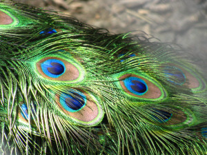 Beautiful peacock feathers