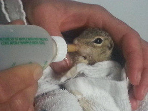 manager where I work rescued and nursed this little baby squirrel ...