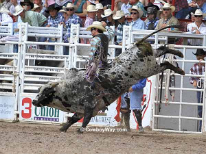 Bull Riding Sayings A bull rider works hard to