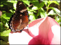 ... fastest evolutionary changes ever observed in a species of butterfly