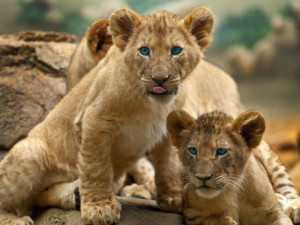 Tierbabys: Die möchte man stehlen