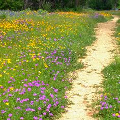 footpath