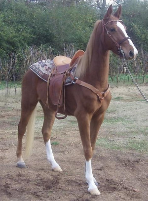 hors pictures horses saddlebred horses pictures saddlebred horses