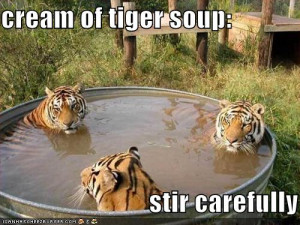 Funny Tigers in a Funny swimming Pool