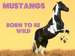 Mustang Horse Breed Details