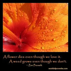 Famous Quotes at World of Proverbs: A flower dies even though we love ...