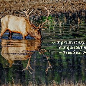 ... quotes, photographybyjenmcwhirt.com, elk, colorado, rocky mountain